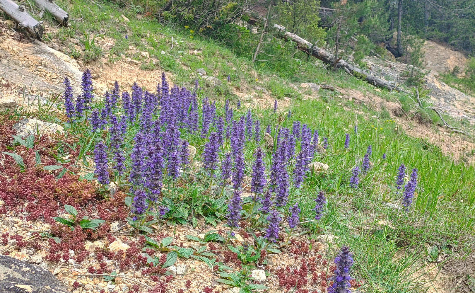 A photo of some mountain flowers from May, included in the June update