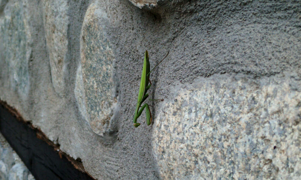 A random praying mantis I found hanging on a wall. Don't remember seeing one before, pretty cool to finally see one in the wild!