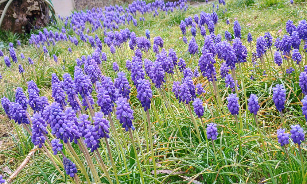 A blooming field of tiny purple flowers, captured around Easter
